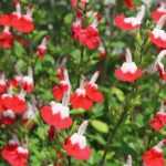¿Cómo hacer esquejes de la salvia arbustiva?