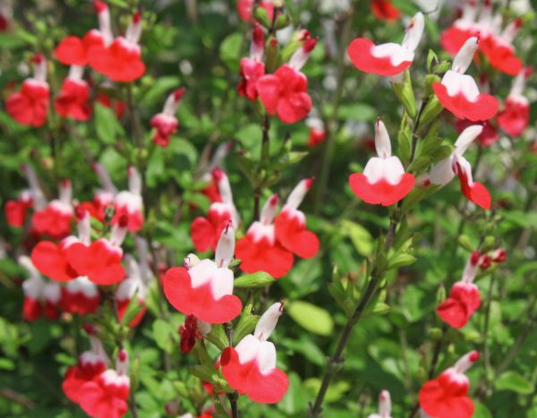 ¿Cómo hacer esquejes de salvia arbustiva?