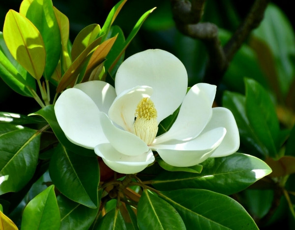 Las plantas viajeras: el magnolio