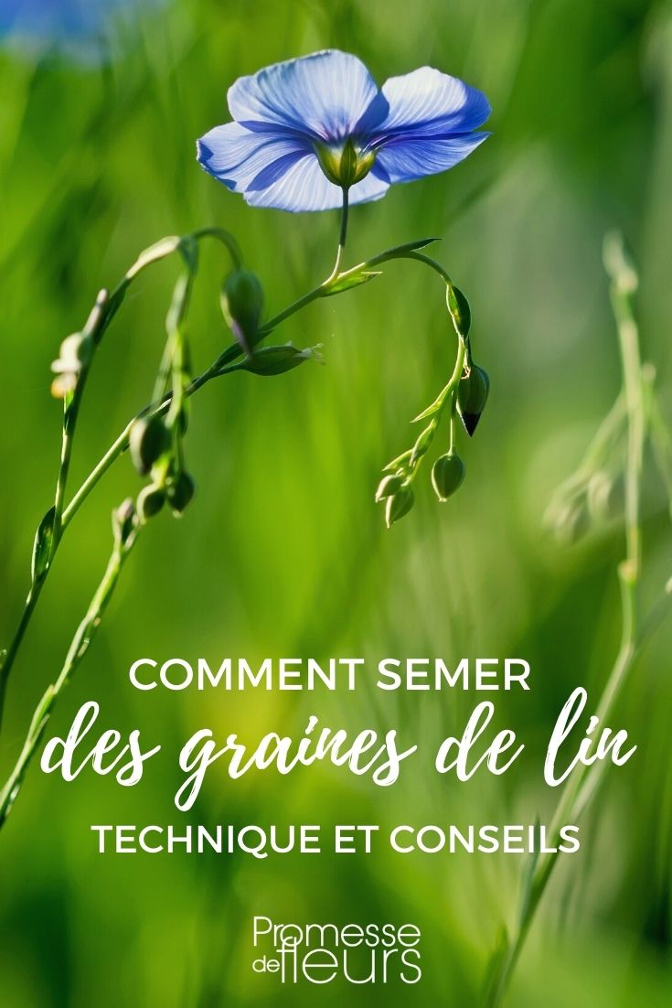 siembra de semillas Linum lin