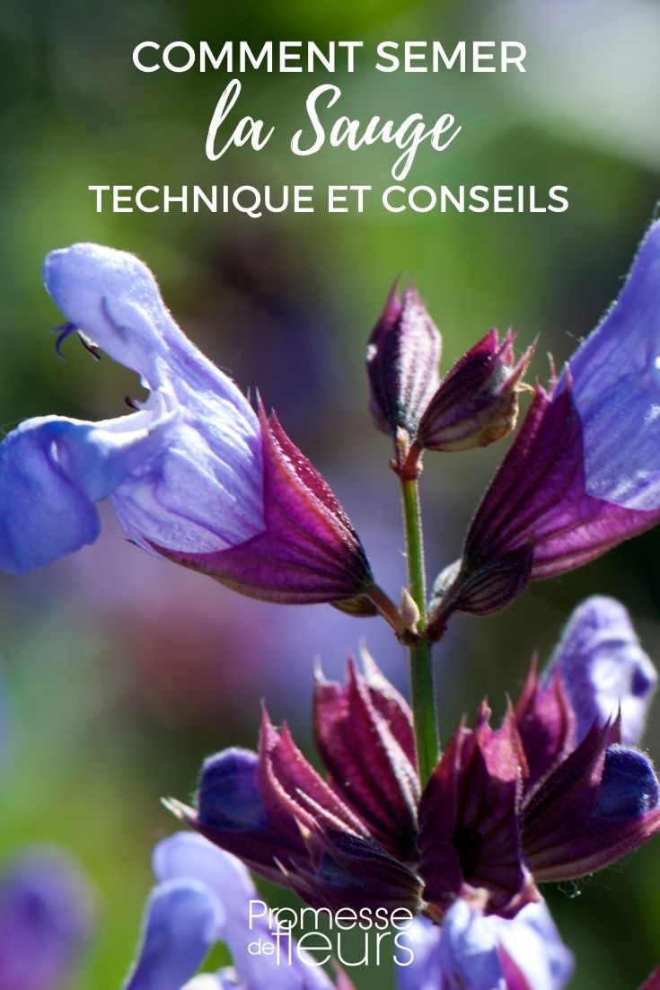 siembra de salvia: consejos y técnicas