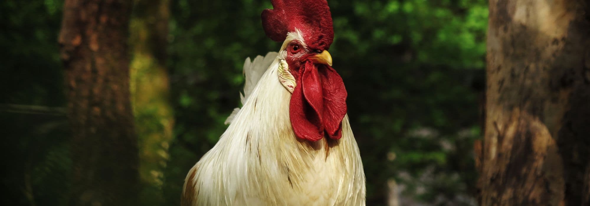 ¿Adoptar un gallo: buena o mala idea?