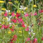 Asociar las salvia arbustiva