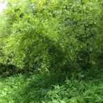 Las plantas viajeras: el bambú