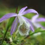 3 ideas para asociar las pleiones