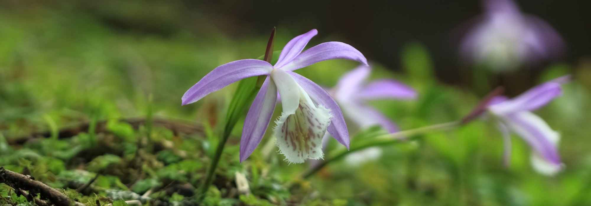 3 ideas para asociar las pleiones