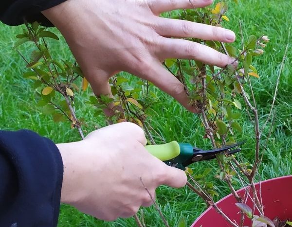¿Cuándo y cómo podar una salvia arbustiva?