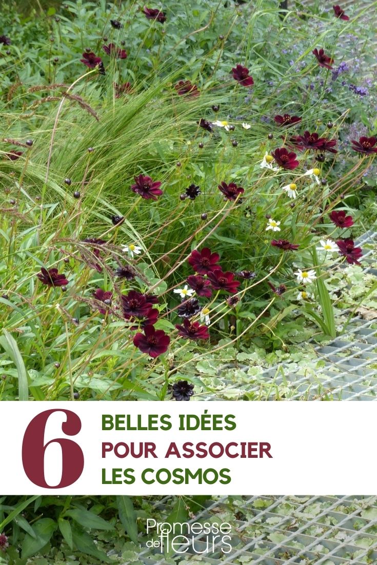cosmos 6 ideas de asociaciones