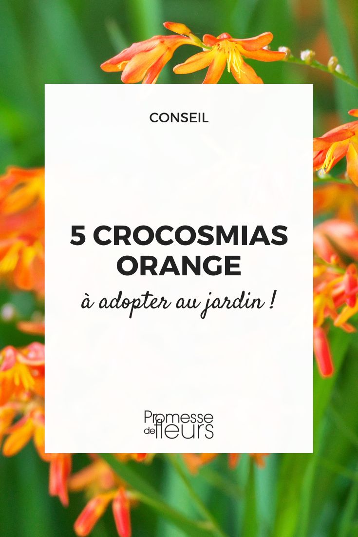 Crocosmia naranja: 5 variedades para adoptar en tu jardín