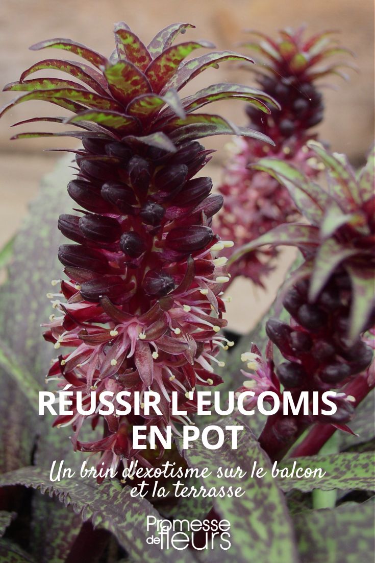 consejos para cultivar un eucomis en maceta