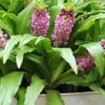 Cultivar el Eucomis en maceta