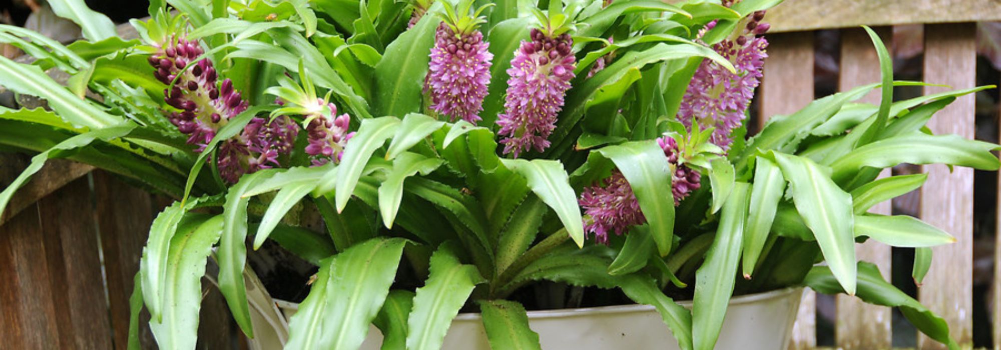 Cultivar el Eucomis en maceta