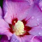 Asociar los hibiscos