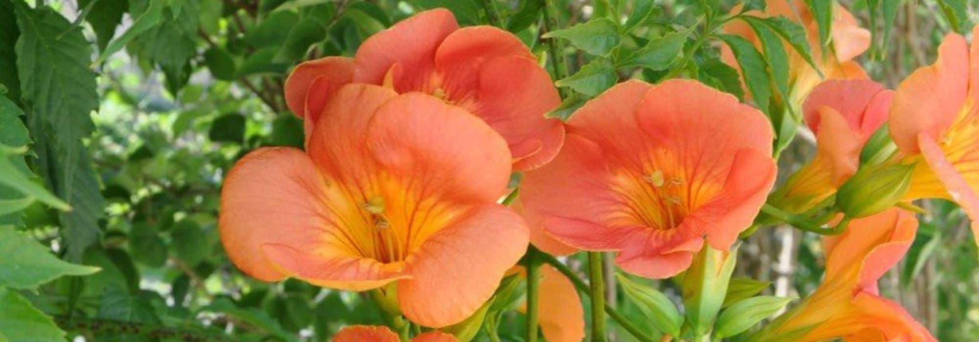 6 trepadoras de floración de finales de verano