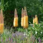 6 ideas para asociar los Eremurus