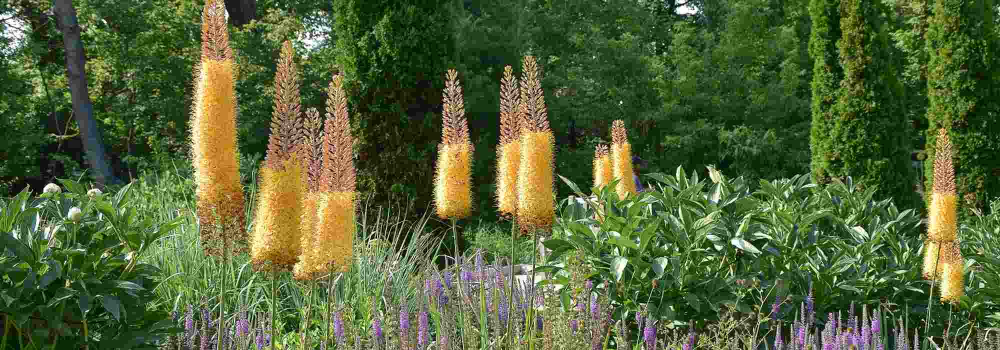 6 ideas para asociar los Eremurus