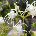 Cultivar la Ismene en maceta