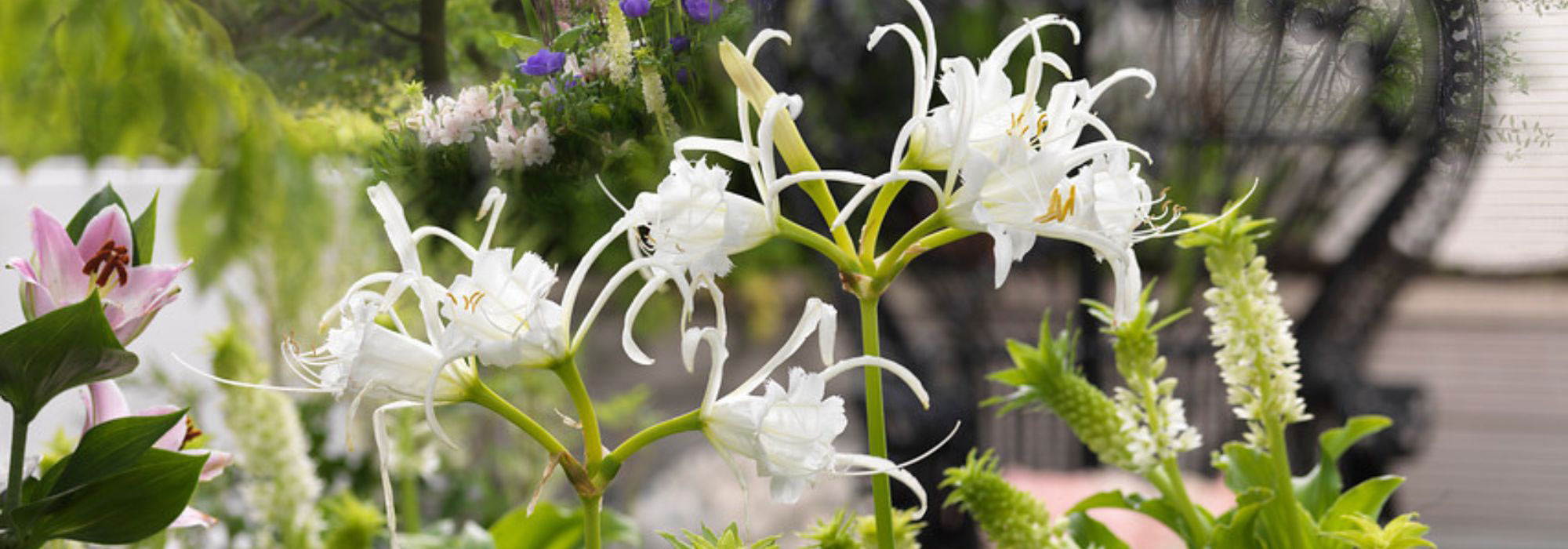 Cultivar la Ismene en maceta