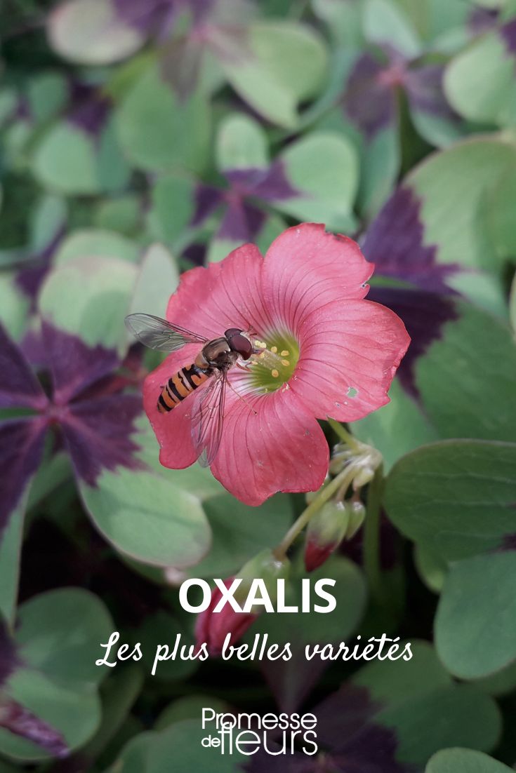 Los oxalis más bellos: las variedades más hermosas