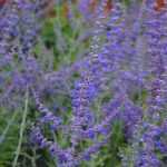 ¡Perovskia 'Blue Spire': imprescindible en un Jardín seco!
