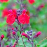 7 buenas razones para plantar una salvia arbustiva
