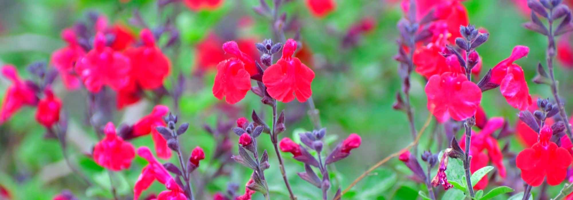 7 buenas razones para plantar una salvia arbustiva