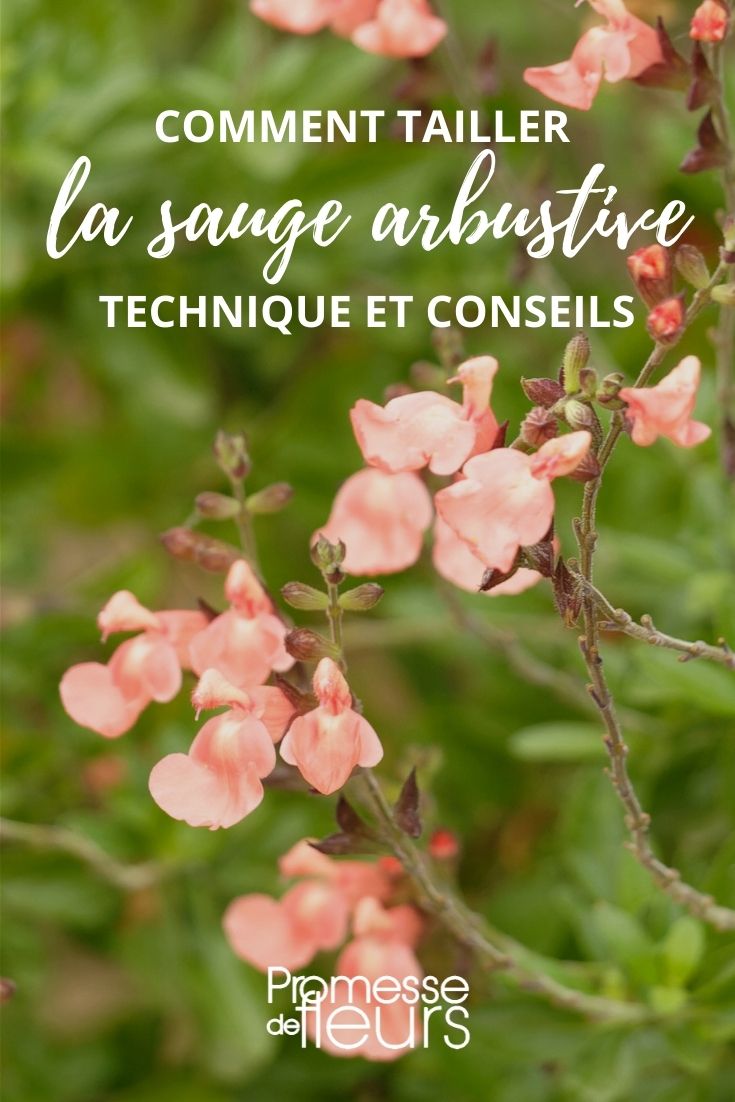 tamaño de la salvia arbustiva - salvia