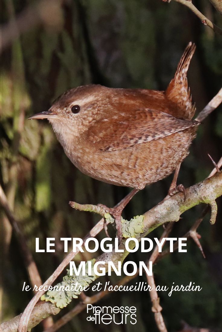 El chochín común (Troglodytes troglodytes)