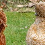 Las 10 razas de gallo más bonitas