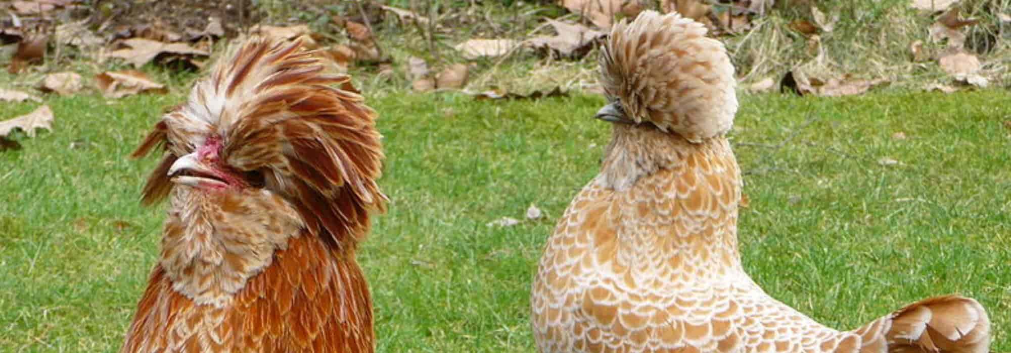 Las 10 razas de gallo más bonitas