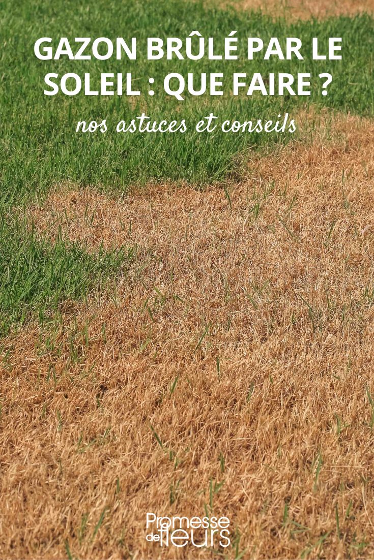 Césped quemado por el sol: ¿qué hacer?