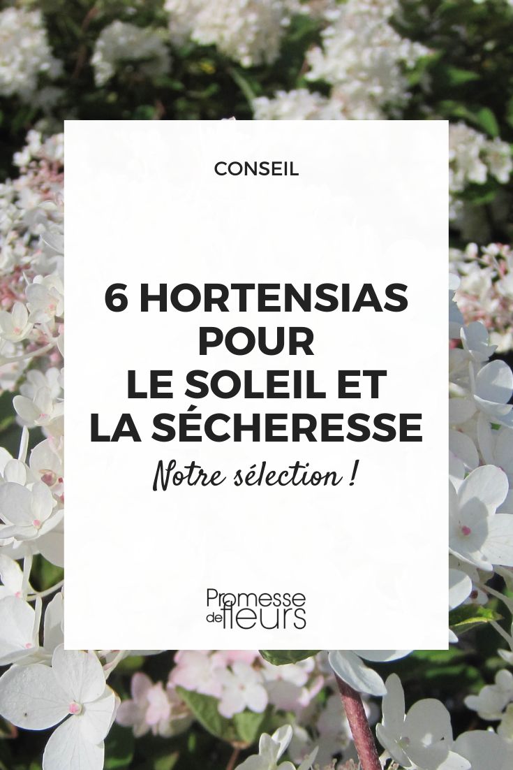 Hortensia paniculata 'Grandiflora'