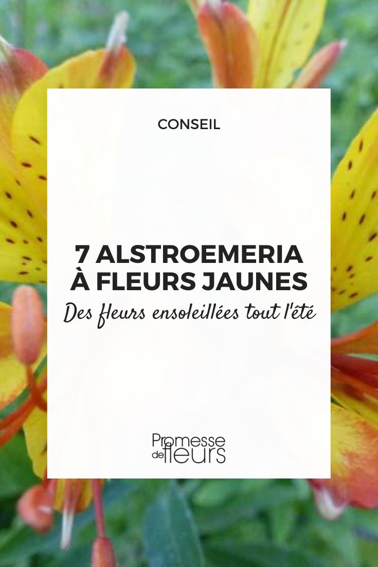 7 alstroemerias de flores amarillas