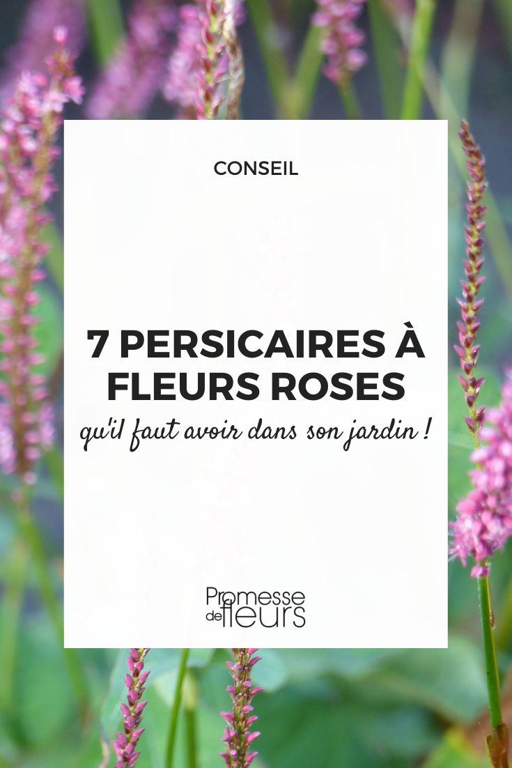 7 persicarias de flores rosas