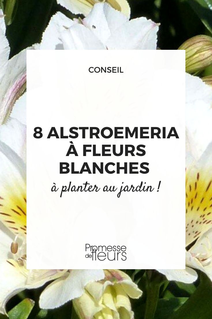Alstroemerias de floración blanca