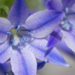 ¿Cómo asociar las Triteleias?