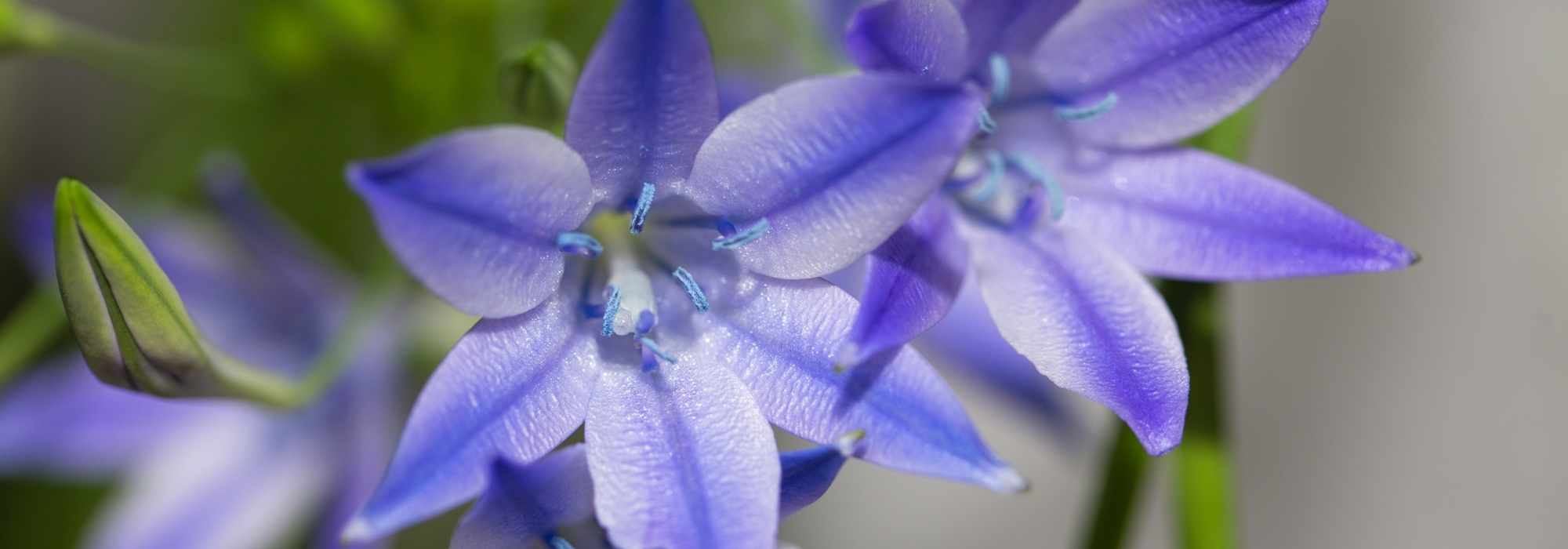 ¿Cómo asociar las Triteleias?