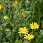 Asociar la Grindelia de campo