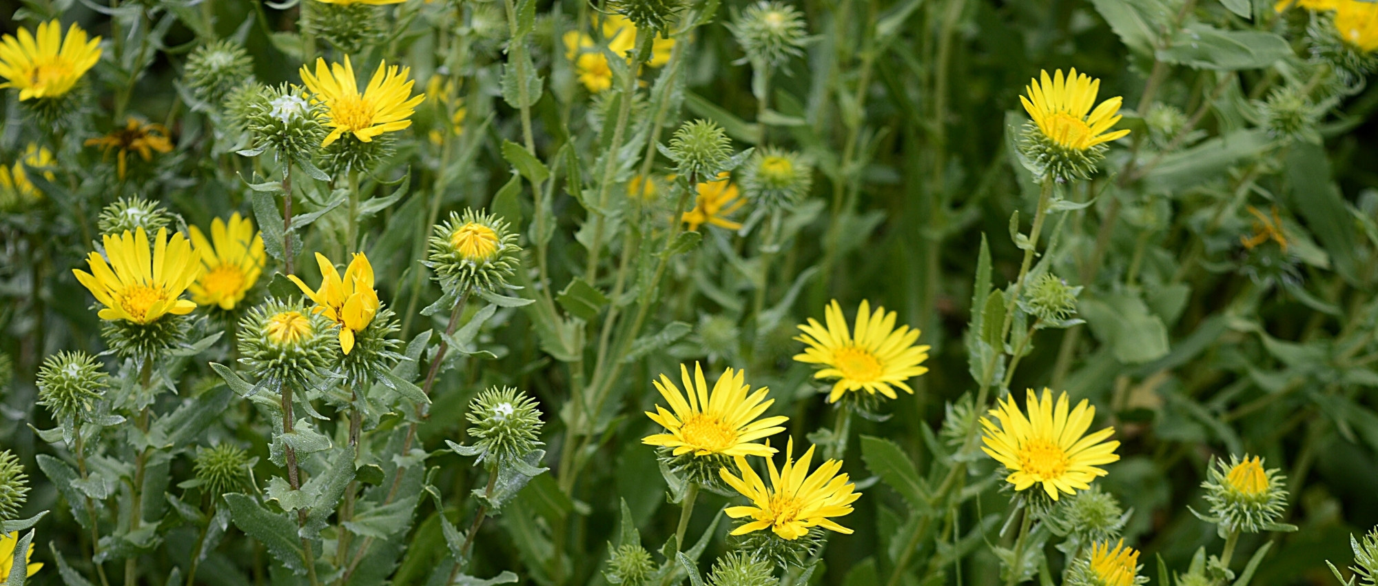 Asociar la Grindelia de campo