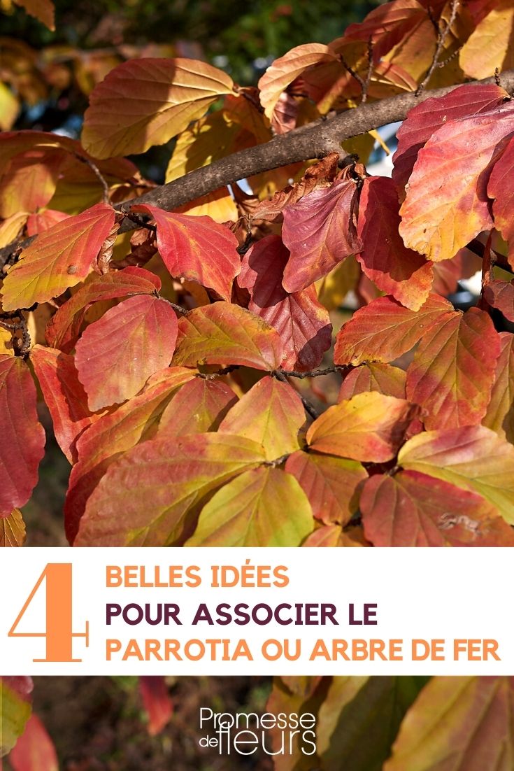 asociación parrotia árbol de hierro en jardín seto macizo