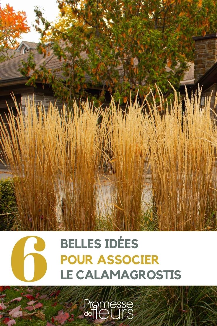 asociación de calamagrostis en el jardín