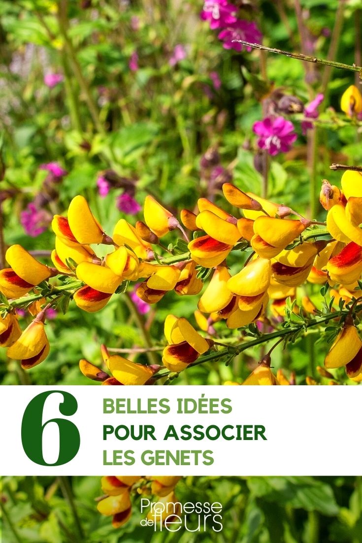 ideas para combinar los retamas