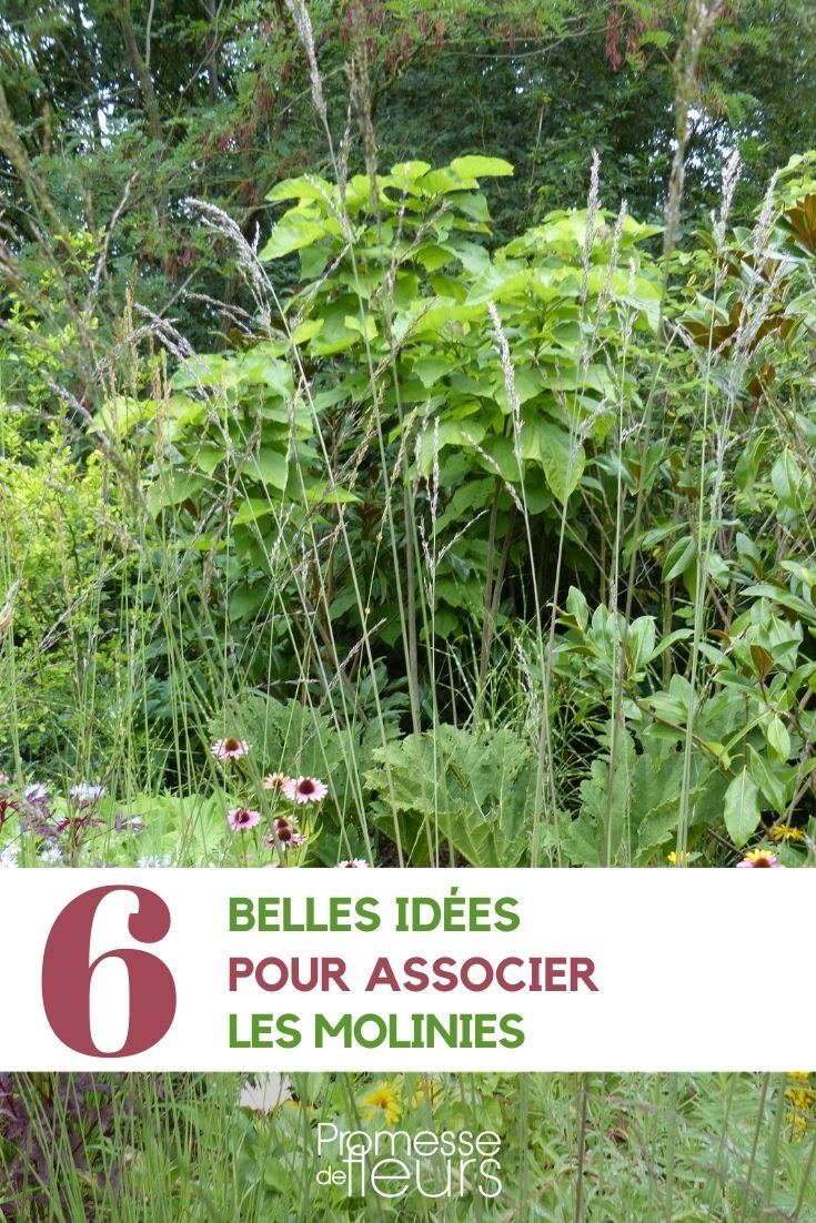 Combinar las molinias