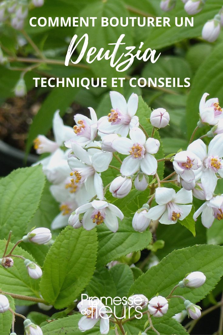 hacer un esqueje de deutzia