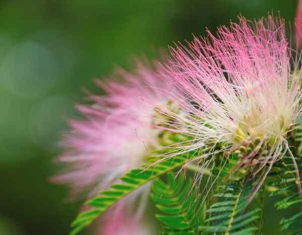 Hacer un esqueje de Albizia