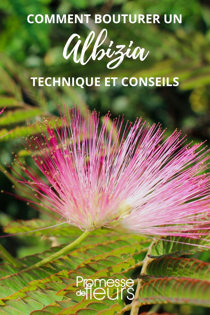 esquejar Albizia árbol de seda