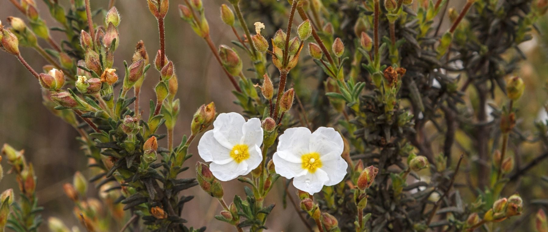 Halimium: plantación, cultivo y cuidados