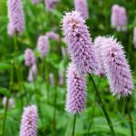 7 prímulas de flores rosadas