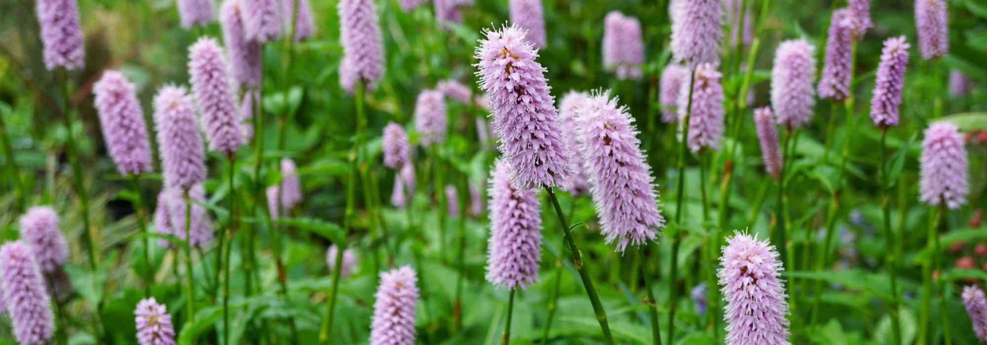 7 prímulas de flores rosadas