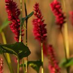 Elegir una Persicaria